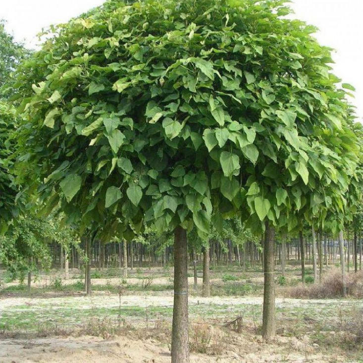 Шаровидная шелковица (тутовник на штамбе) - декоративное растение для сада Шаровидная шелковица (тутовник на штамбе) - декоративное растение для сада