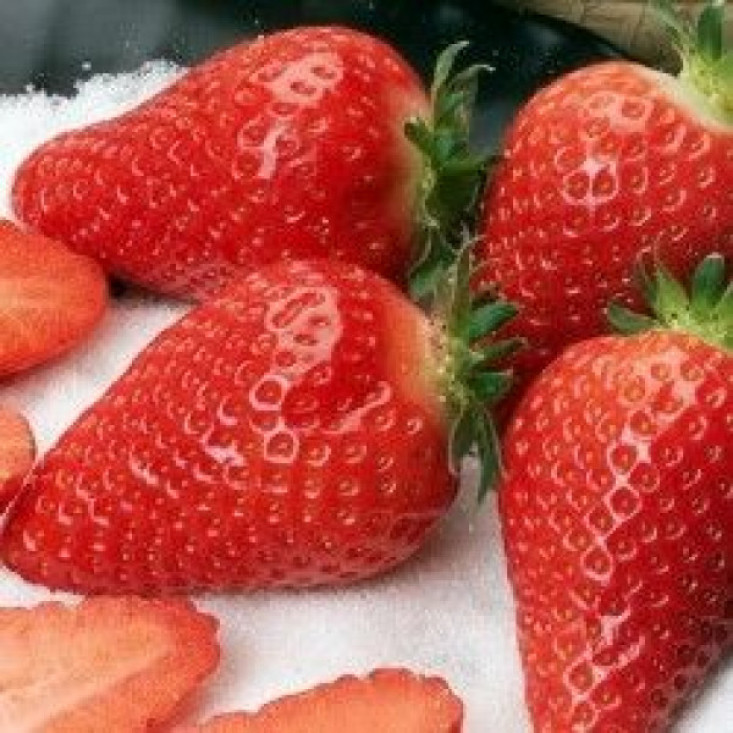 Клубника Королева Элиза (Не ремонтантная/Ранняя) - сладкий вкусовой деликатес Клубника Королева Элиза (Не ремонтантная/Ранняя) - сладкий вкусовой деликатес