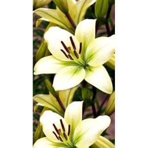 Саженцы Лилия Курьер (Courier)