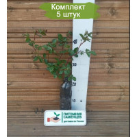 Комплект 5шт / Роза в ассортим..